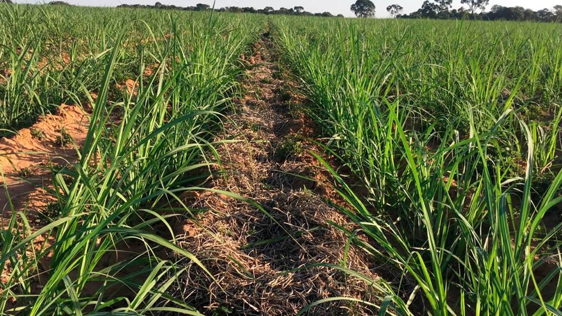 Benefícios do Plantio Direto na produção de cana de açúcar 3rlab