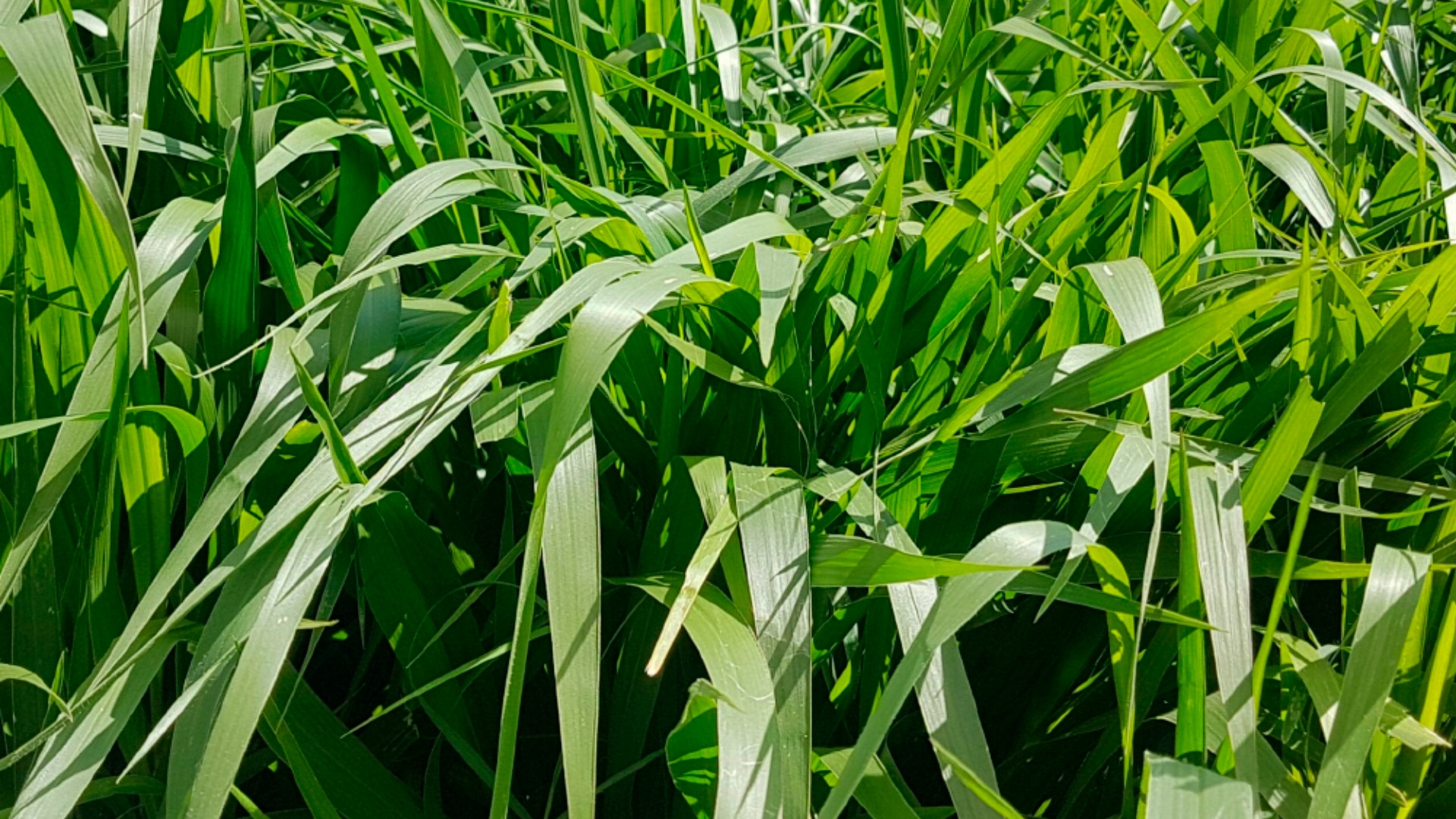 Brachiaria Brizantha - 3rlab