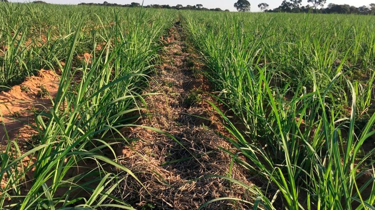 Benefícios Do Plantio Direto Na Produção De Cana De Açúcar 3rlab 9156